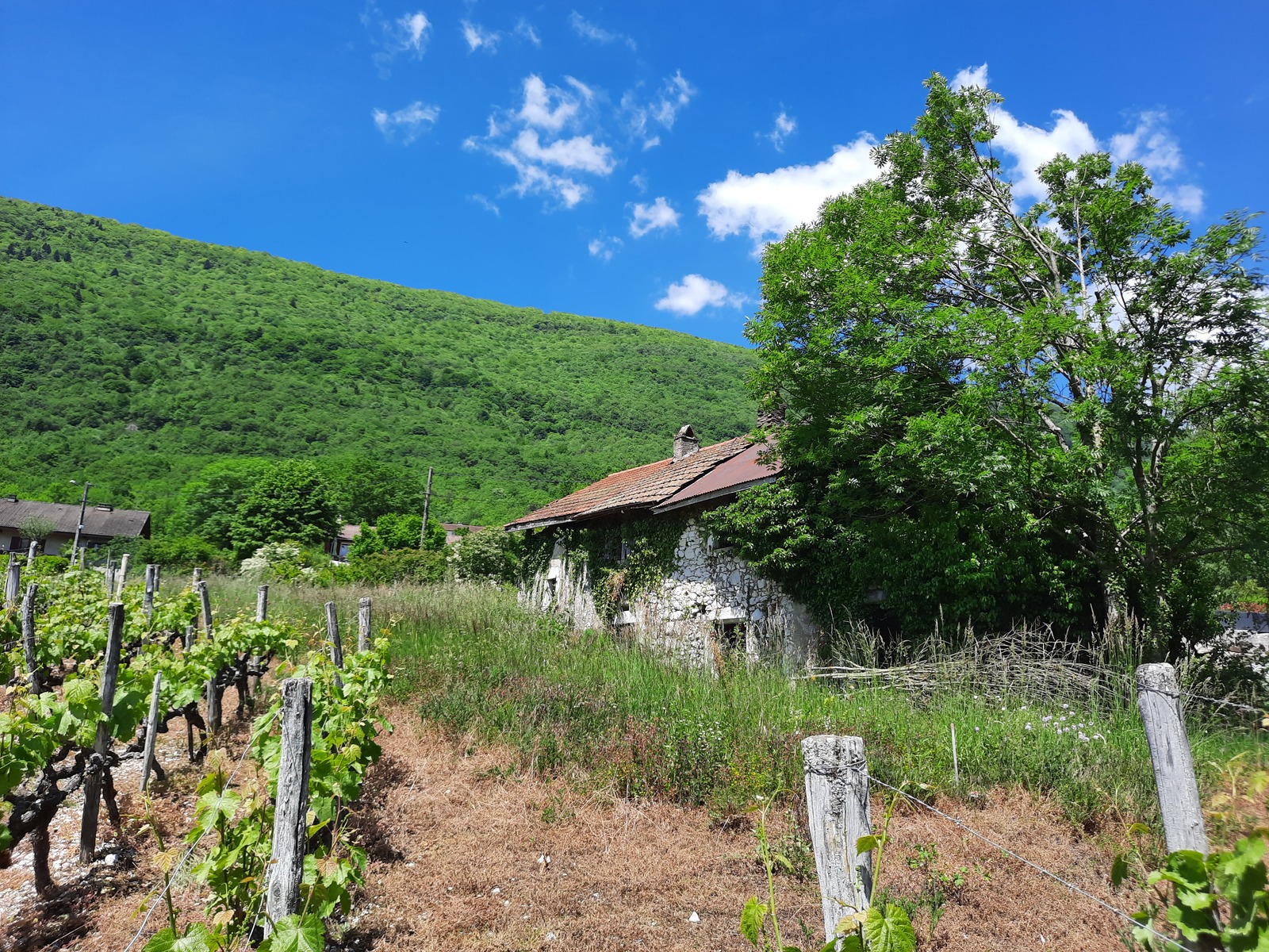 gîte La Char'Vigne vue vignes