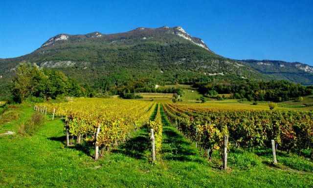 vignes du Bugey près du gîte