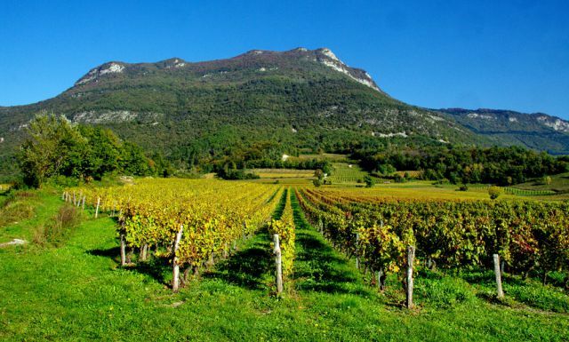 vignes du Bugey près du gîte